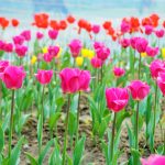 Tulip farming opens new opportunity for farmers in Tetulia