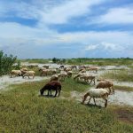 Garol Sheep Farming: Profitable Venture in the Livestock Sector