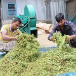 Success in commercial production of silage