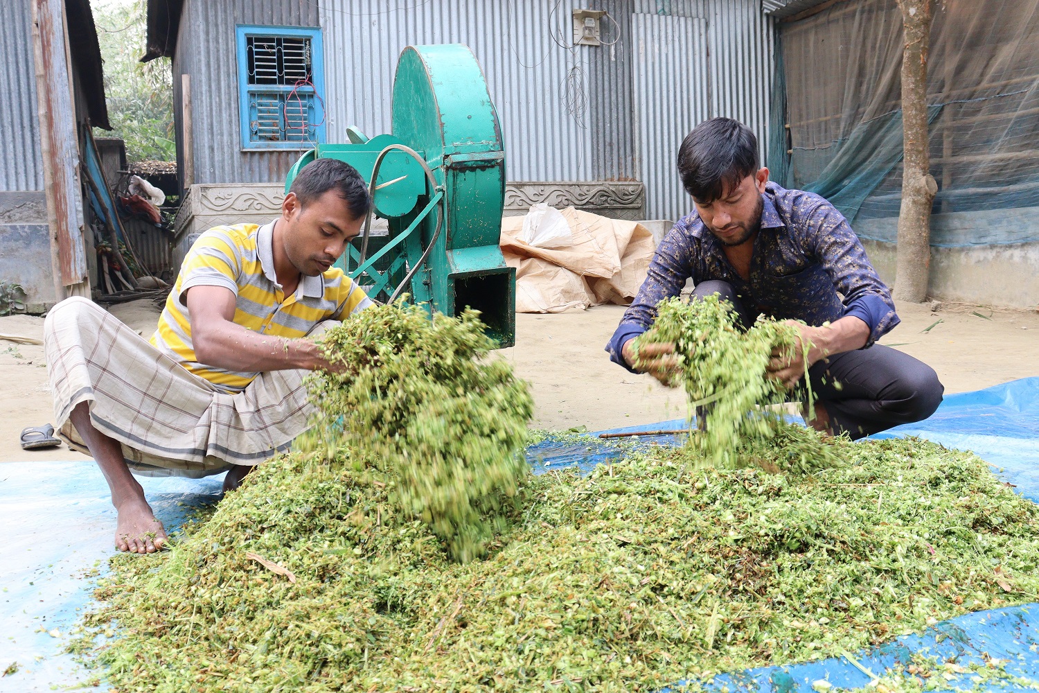 Success in commercial production of silage - PKSF-Rural Microenterprise ...