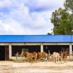 Cattle hotel in Sirajganj makes a mark 