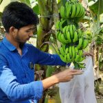 G-9 Banana production expansion in Bangladesh