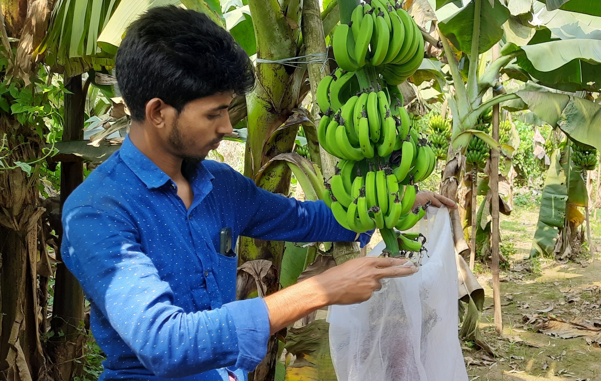 G-9 Banana production expansion in Bangladesh - PKSF-Rural ...
