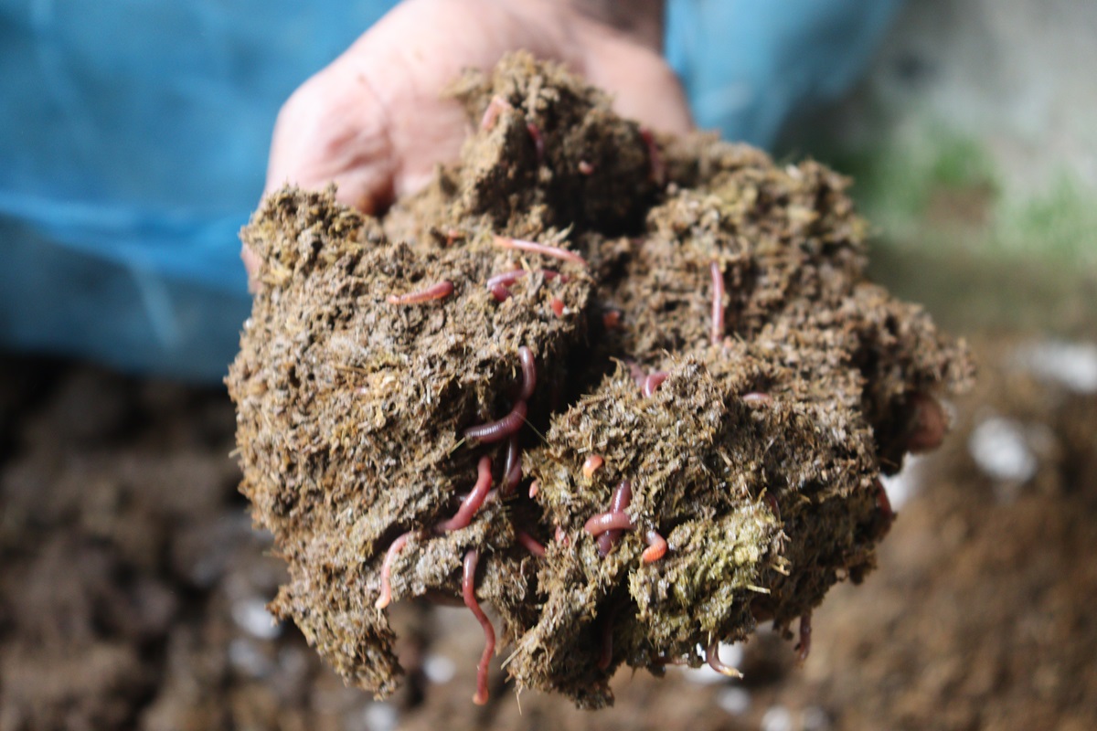 3400 tonnes of vermicompost produced a month under RMTP - PKSF-Rural ...