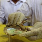 Pearl Harvesting in Pabna