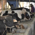 Modern cattle farming generates safe meat, demand on the rise