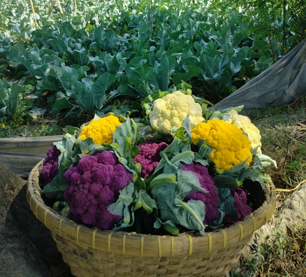 RMTP supports farmers yield pesticide-free vegetables - PKSF-Rural ...