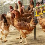 Tk2,225cr market: Poultry farming transforms lives in Joypurhat