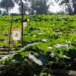 Ecological farming systems introduced for vegetable cultivation
