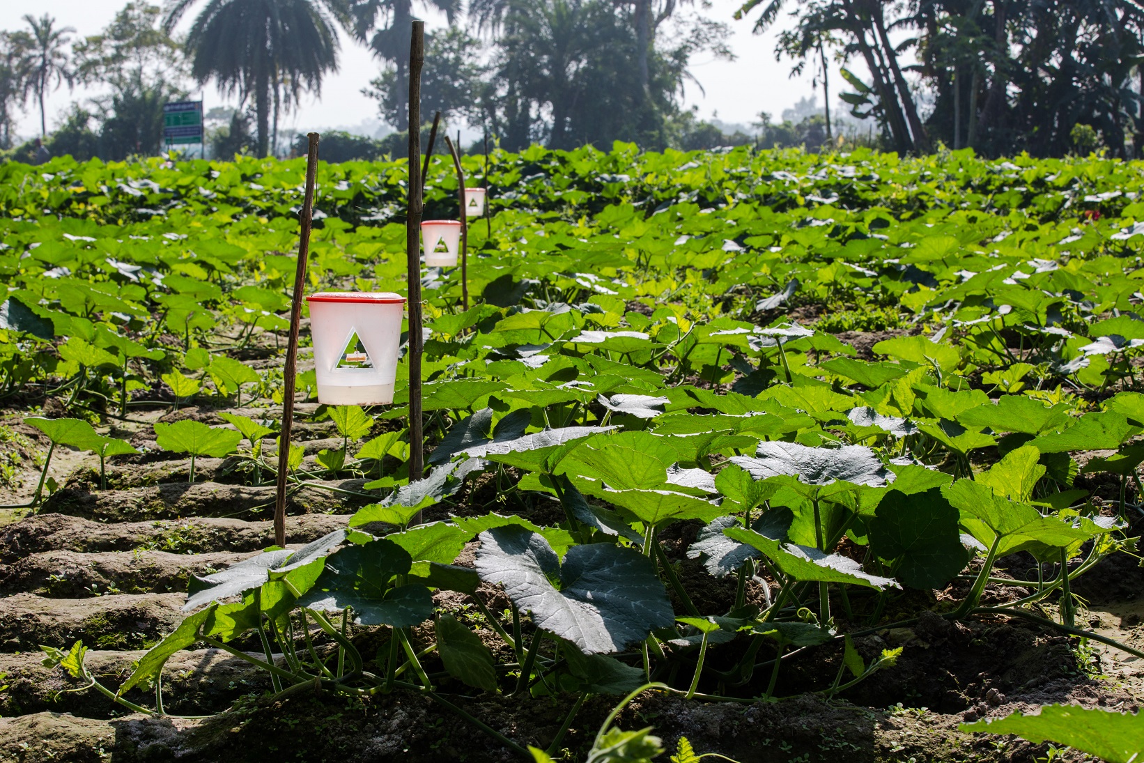 Ecological farming systems introduced for vegetable cultivation - PKSF ...